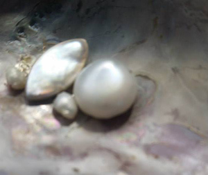 Where do pearls come from? Where to find these organic gemstones.